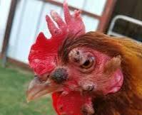 Fowl Pox project thumbnail