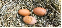 egg quality testing project thumbnail