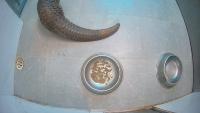 pangolin project thumbnail