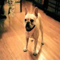 Dog_Detection2 project thumbnail