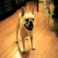 Dog 2 project thumbnail