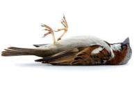 Find healthy birds, unhealthy birds and dead birds 3 project thumbnail