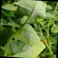 Late Blight Detection project thumbnail
