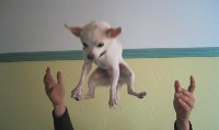 Animal-detection project thumbnail