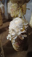 Oyster Mushroom Diseases project thumbnail