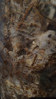 Disease project thumbnail