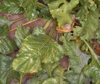 sugarbeet_assessable_leaf_v1 project thumbnail