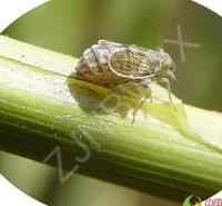 Mosca del tallo del arroz project thumbnail