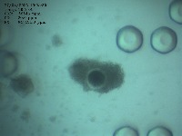 Merged_Segment project thumbnail