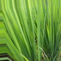 Healthy Rice Leaf project thumbnail