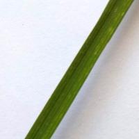 Rice disease detection project thumbnail