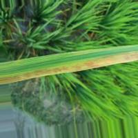 Rice disease detection 1 (blb) project thumbnail