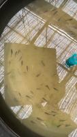 fish_count project thumbnail