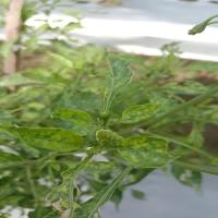 pest detection project thumbnail