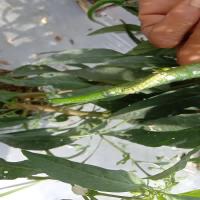 Find caterpillars project thumbnail