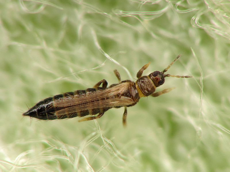 F4p Insect FP35 Object Detection Dataset by pest detection