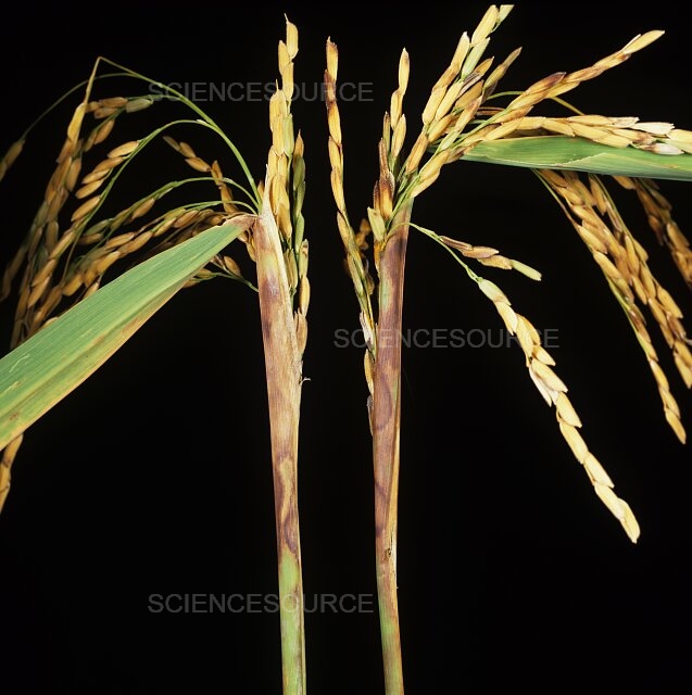 rice disease detect Object Detection Dataset and Pre-Trained Model by 1