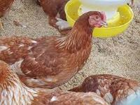 Chicken-Duck-Detection project thumbnail