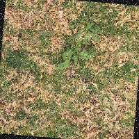 weed Object Detection Dataset by Carlotas Workspace
