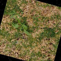 weed Object Detection Dataset by Carlotas Workspace