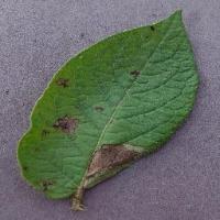 Dataset Image