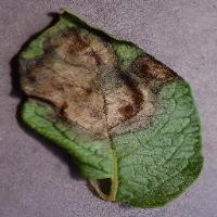 Dataset Image