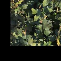 Cowpea Flowers project thumbnail