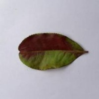 Tea leaves project thumbnail