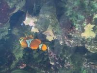Aquarium project thumbnail