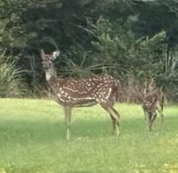 Deer Segmentation project thumbnail