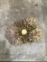 Durian Variety project thumbnail