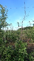 AppleTree_Decline_Detection project thumbnail