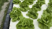 Cos lettuece project thumbnail