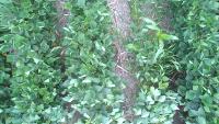 Weed Detection project thumbnail