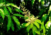 Blossoms detection project thumbnail