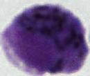 test gametocyte project thumbnail