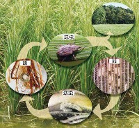Common Rice Pests (Philippines) Object Detection Model by dataset