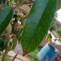 Durian_Desease_Leaf  project thumbnail