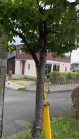 Branch Segmentation project thumbnail