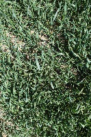 DruffelWeeds project thumbnail