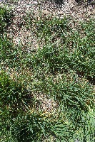 GreeneWeeds project thumbnail