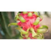 Dragon Fruit Quality project thumbnail