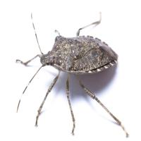Dataset_Insects project thumbnail