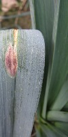 Purple Blotch project thumbnail