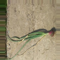 trotol - moler project thumbnail