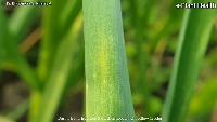 garlic pest and diseases project thumbnail