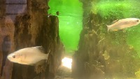 fishtest project thumbnail