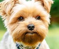 Dog cat bird classification project thumbnail