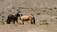 horse couple project thumbnail