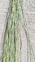Tikog Leaves Quality Detection project thumbnail